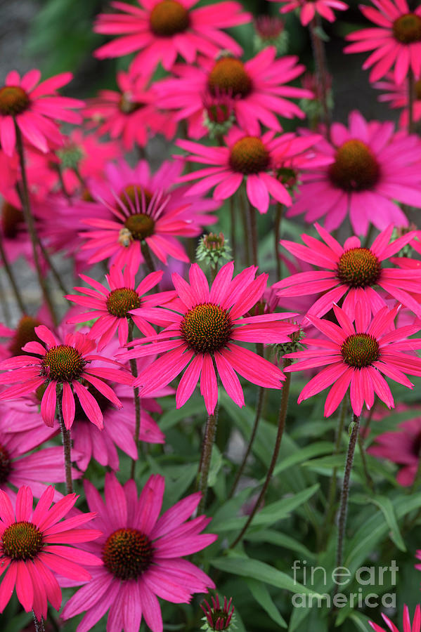Echinacea Glowing Dream Flowers  Photograph by Tim Gainey