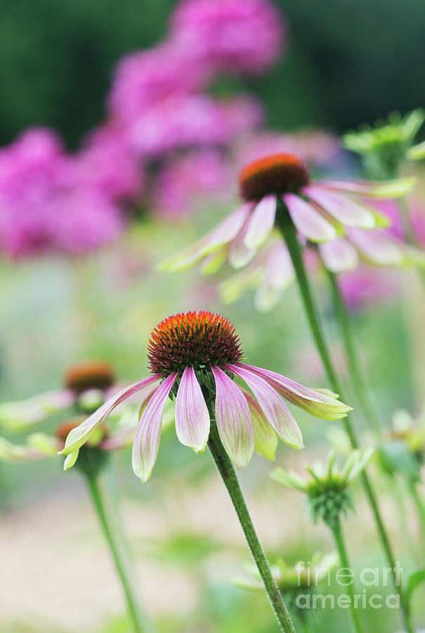 Echinacea Green Envy Photograph by Tim Gainey