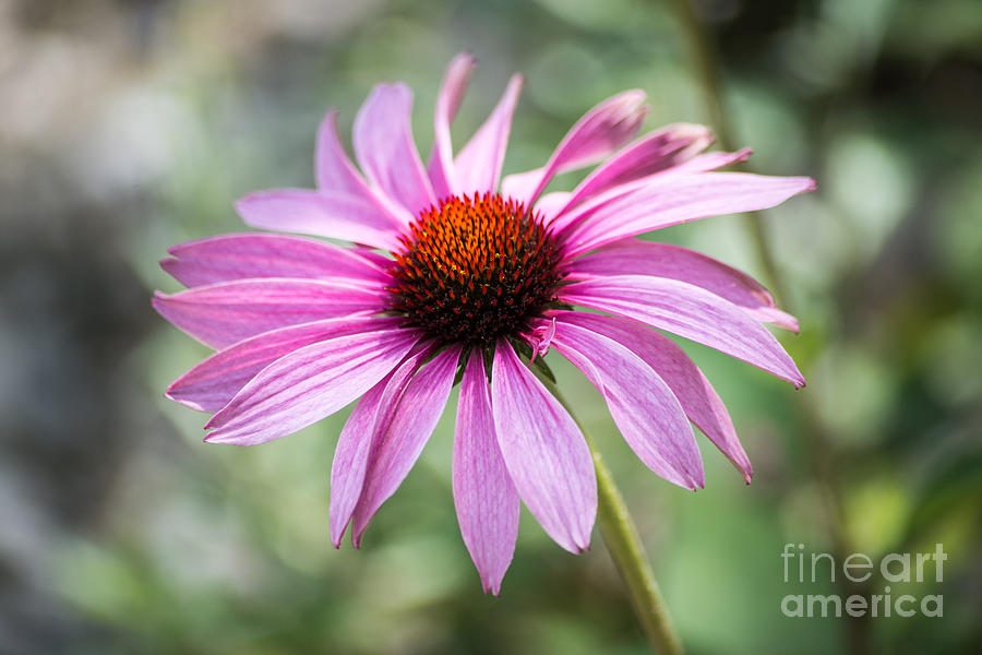 Echinacea Photograph by Hannes Cmarits