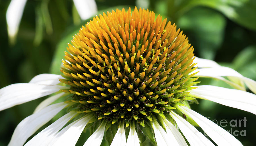 Echinacea - Head And Shoulders Photograph by Wendy Wilton