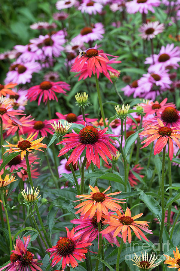 Echinacea Hot Summer Flowers Photograph by Tim Gainey