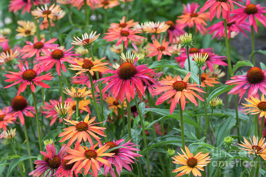 Echinacea Hot Summer Photograph by Tim Gainey