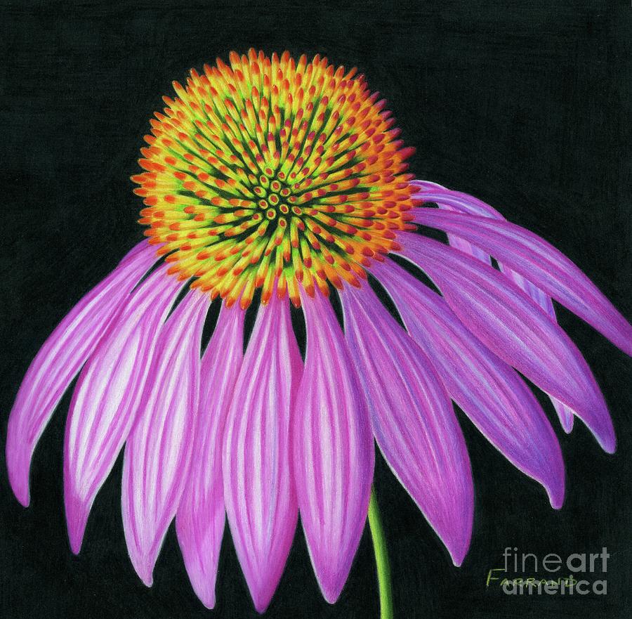 Echinacea I Painting by Tracy Farrand - Fine Art America