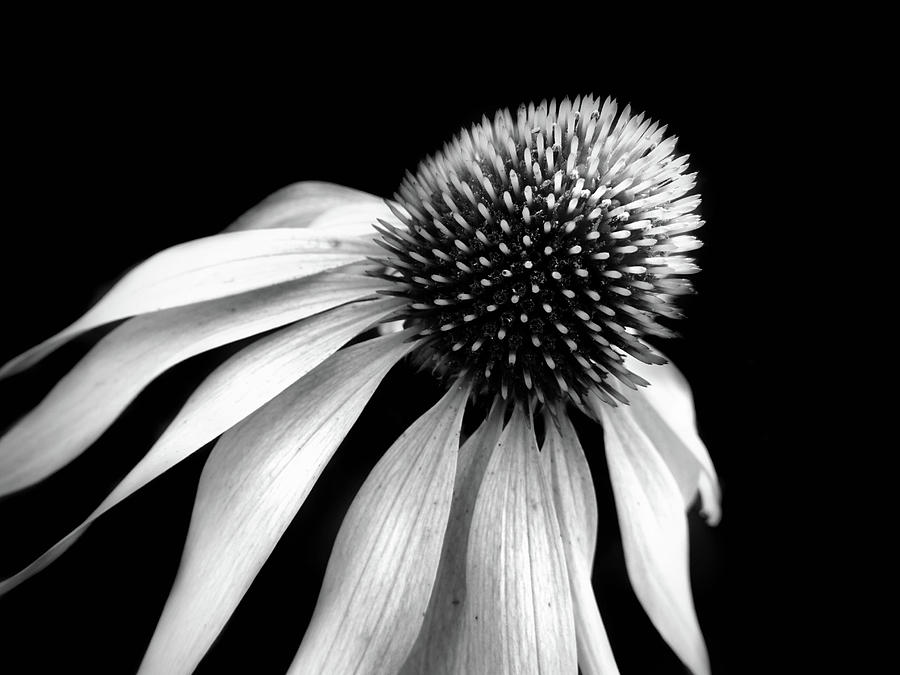 Echinacea in black and white Photograph by Lilia S