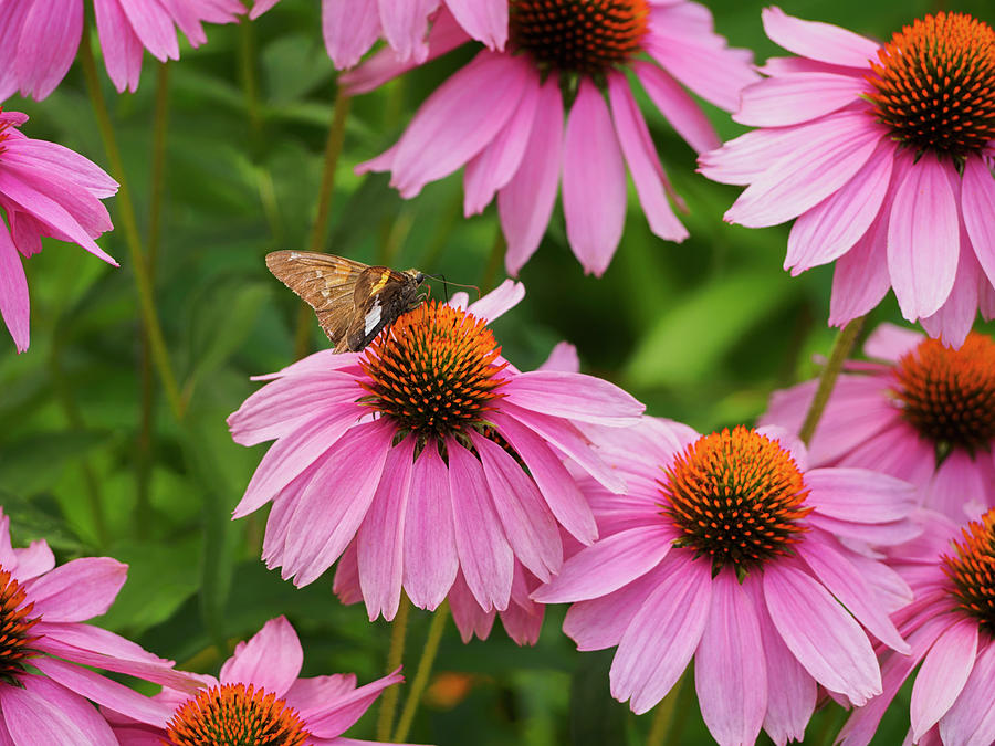 Echinacea in Bloom Photograph by Marianne Campolongo