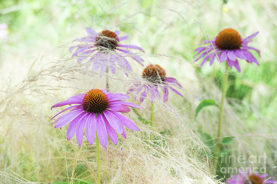Coneflower Photograph - Echinacea in the Grass by Tim Gainey