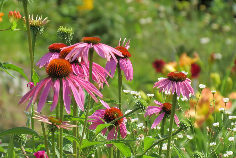 Echinacea Land Photograph by MTBobbins Photography