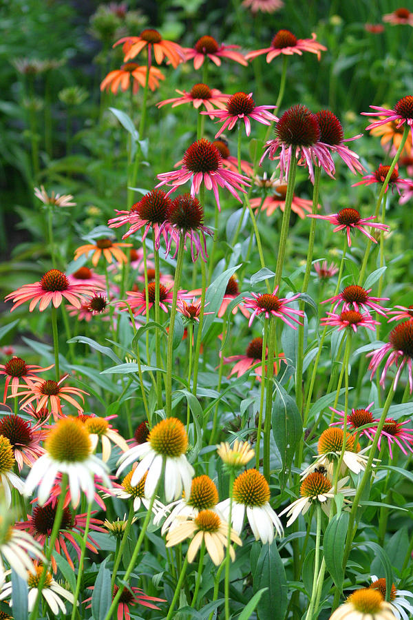 Echinacea Multi Mix Photograph by Living Color Photography Lorraine Lynch