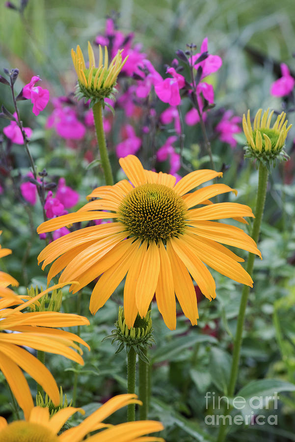 Echinacea Now Cheesier Photograph by Tim Gainey