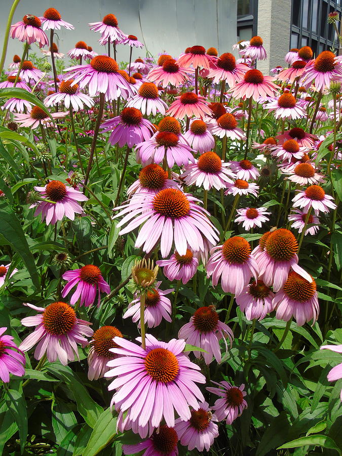 Echinacea on the High Line Photograph by Susan Lafleur