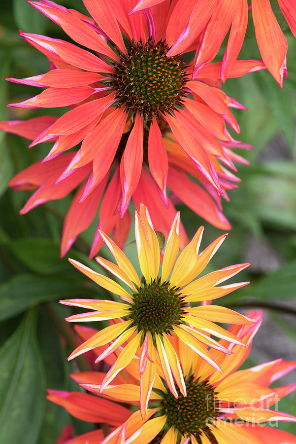 Echinacea Orange Passion Flowers Photograph by Tim Gainey