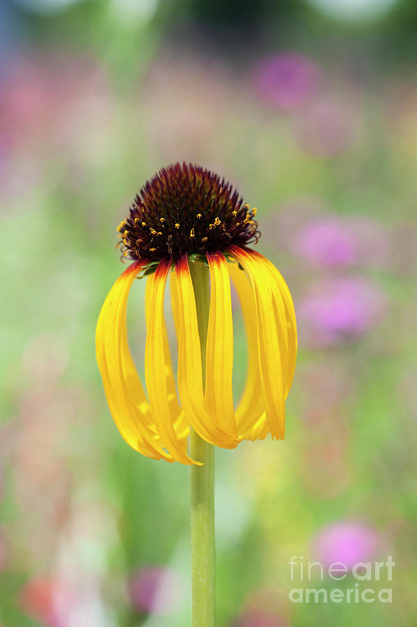  Echinacea Paradoxa Photograph by Tim Gainey