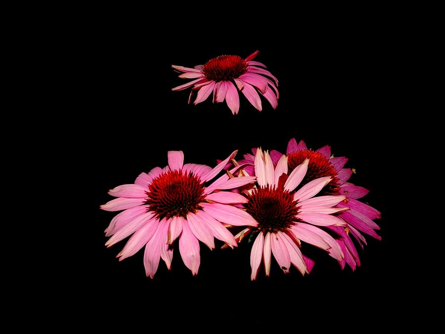 Echinacea pop Photograph by Susan Baker