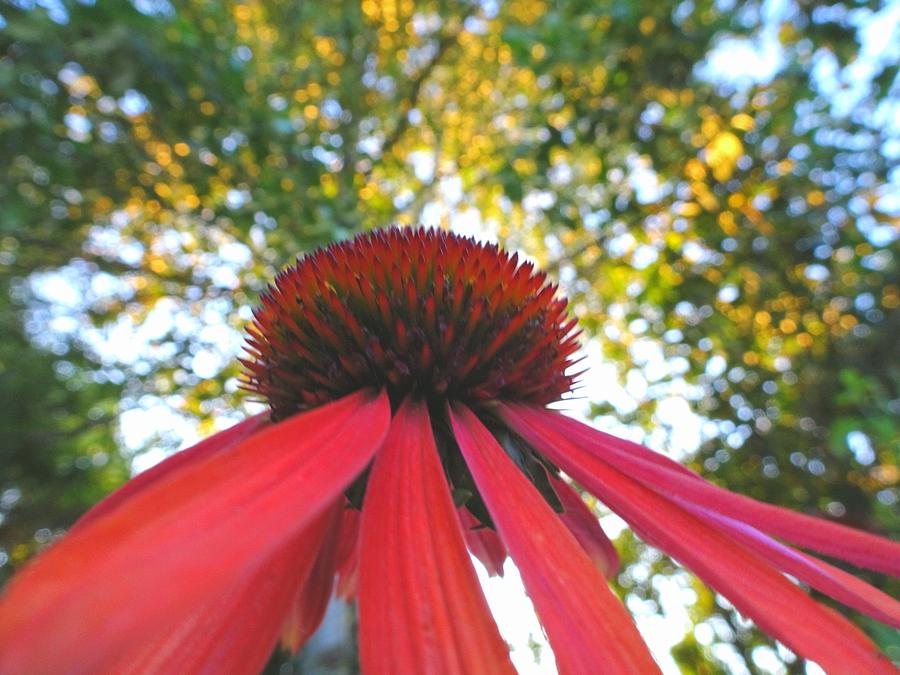 Echinacea reaching for the sky Photograph by Susan Baker