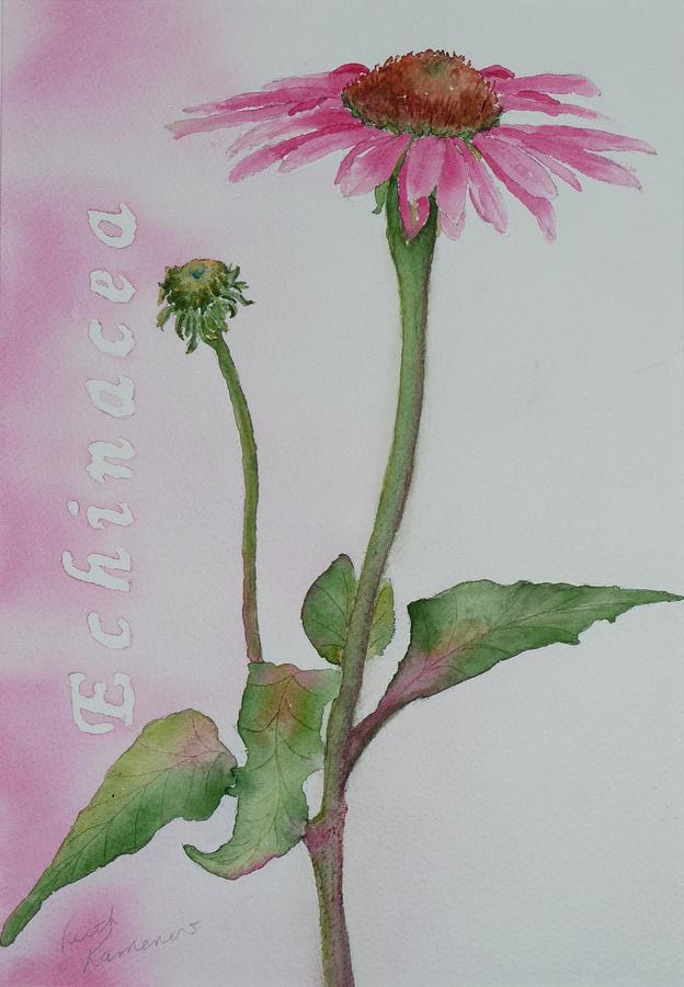 Echinacea Painting by Ruth Kamenev
