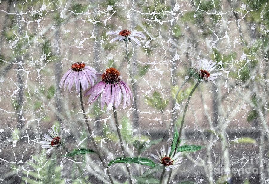 Echinacea Digital Art by Savannah Gibbs