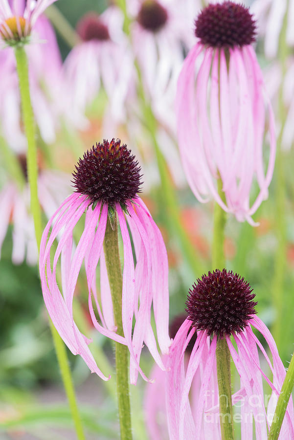 Echinacea Simulata Flowers Photograph by Tim Gainey