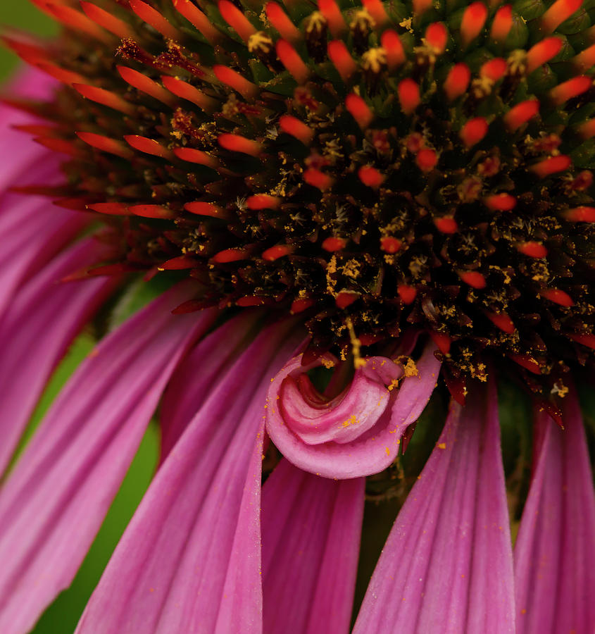 Echinacea Spit Curl Photograph by Jean Noren