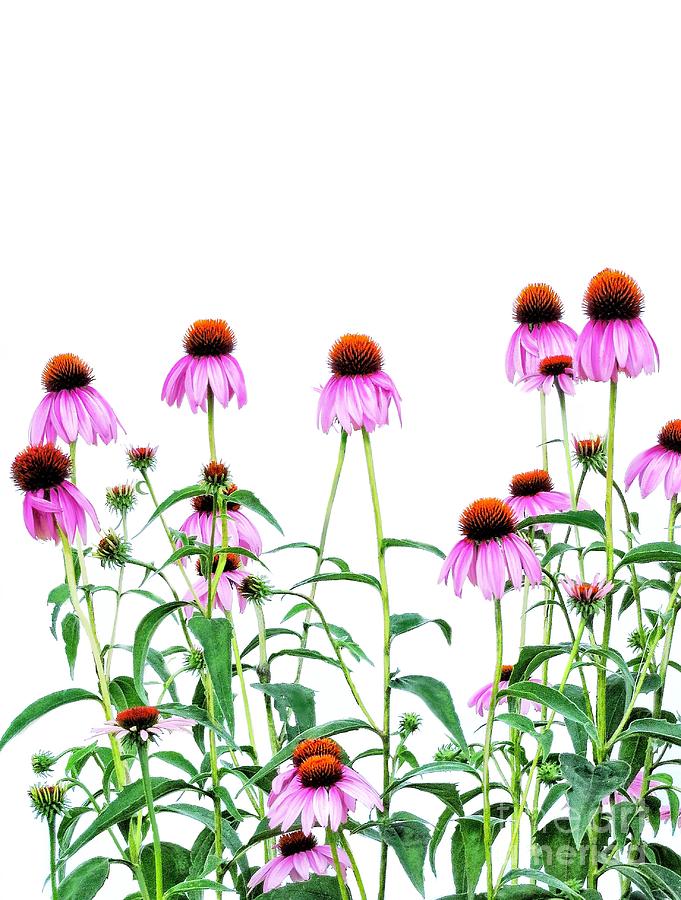 Echinacea Study 2 Digital Art by Diana Rajala