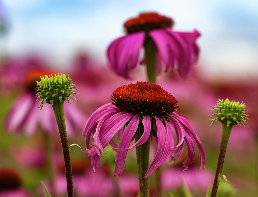 Echinacea Surround Photograph by Jean Noren