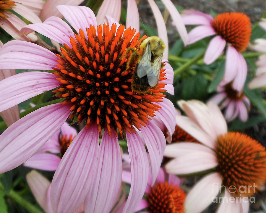 Echinacea Tea Time For Bee Photograph by Kristin Aquariann