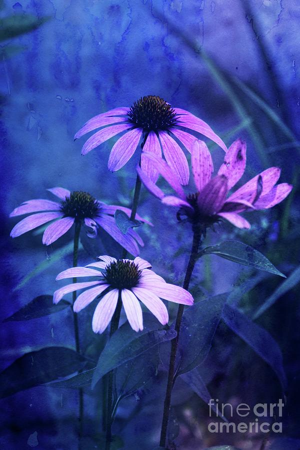 Echinacea - v01bt01 Photograph by Variance Collections