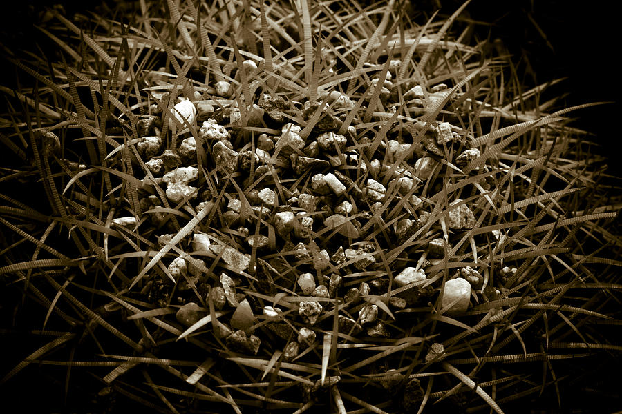 Echinocactus Grusonii Photograph by Frank Tschakert