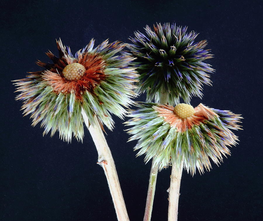 Echinops Flower and Seeds Photograph by Jeff Townsend
