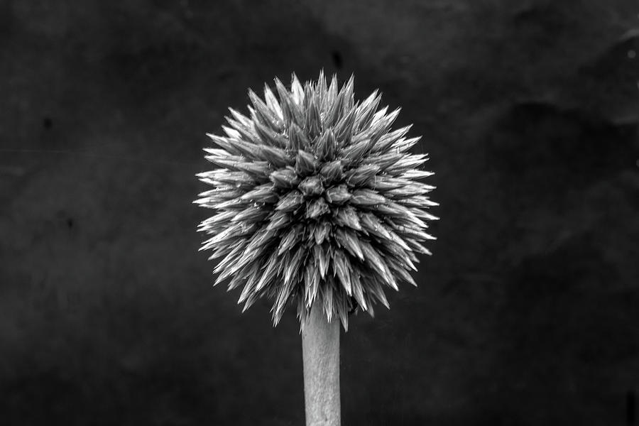 Echinops Monochrome Photograph by Jeff Townsend