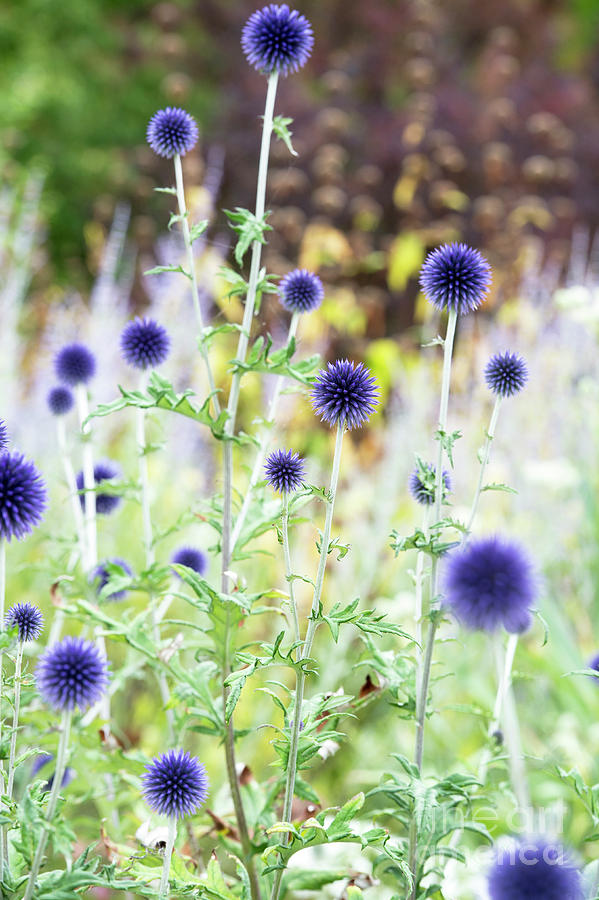Echinops Ritro Veitchs Blue Photograph by Tim Gainey