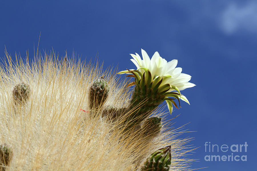 Echinopsis atacamensis Cactus Flower Bolivia Photograph by James Brunker