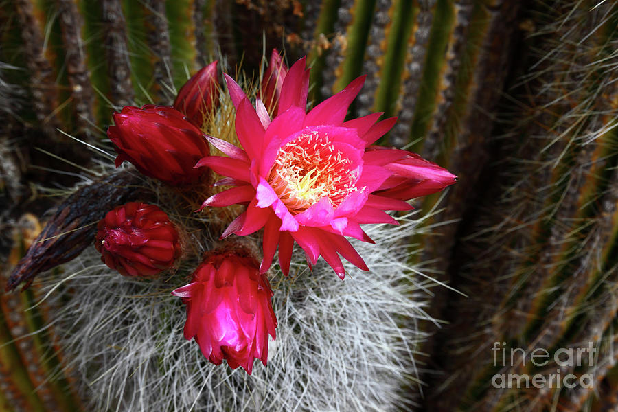 Echinopsis Cactus in Flower Bolivia Photograph by James Brunker
