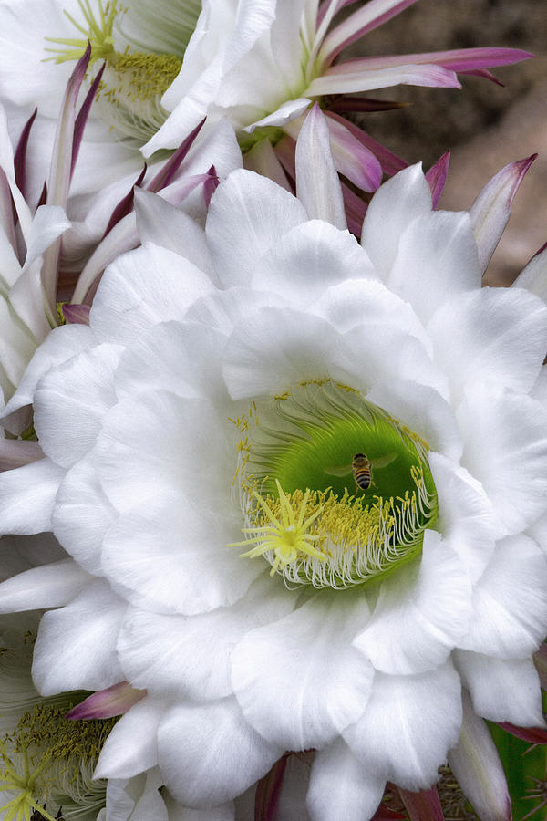 Echinopsis Candicans Blossom and The Bee Photograph by Saija Lehtonen