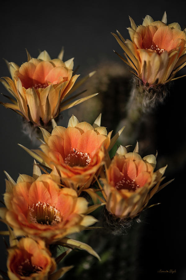 Echinopsis Photograph by Karen Slagle