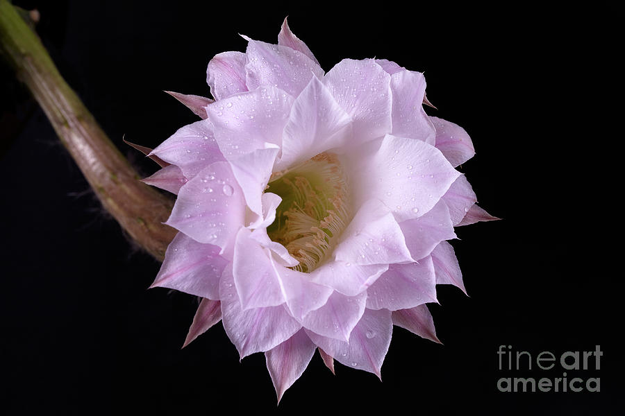 Nature Photograph - Echinopsis Oxygona Flower by Corina Daniela Obertas