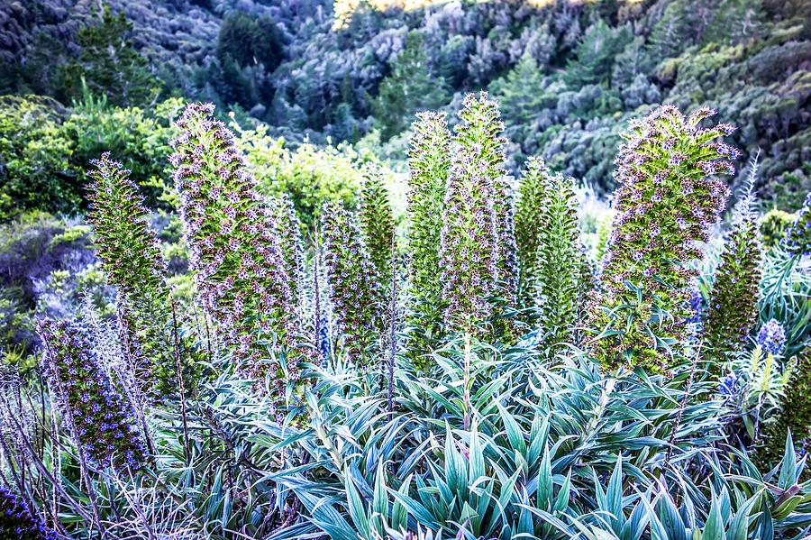 Echium vulgare flowers near muir woods california Photograph by Alex Grichenko