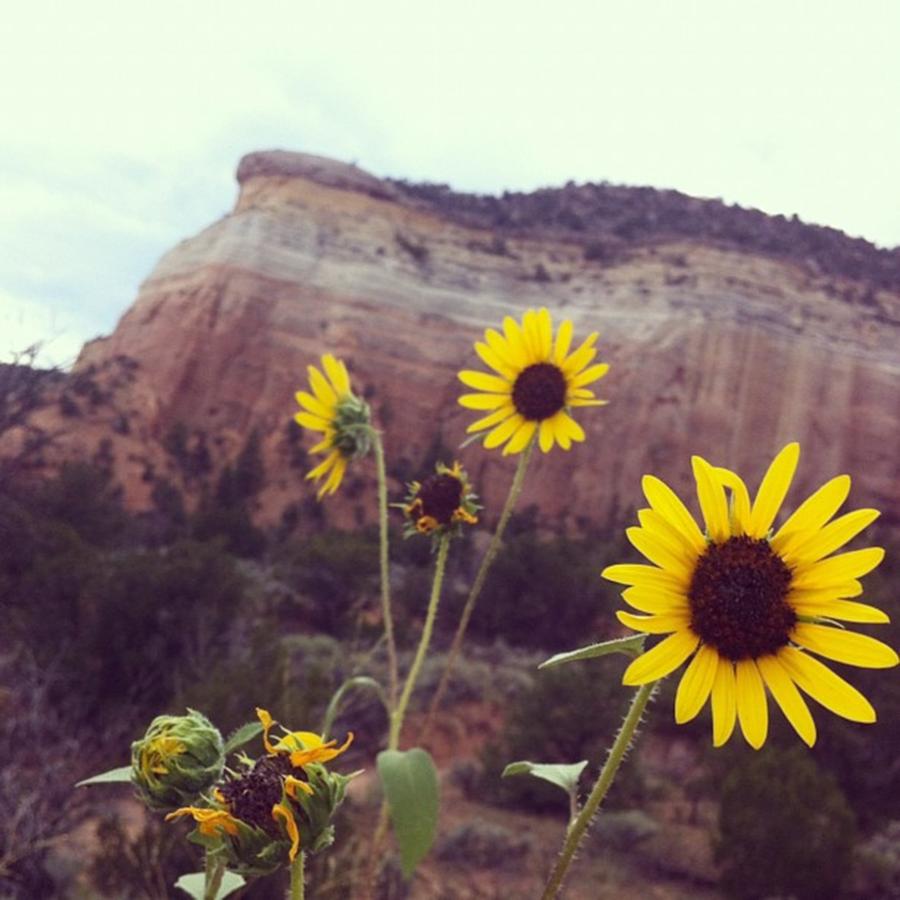 Sunflower Photograph - Echo Amphitheater by Laurie White