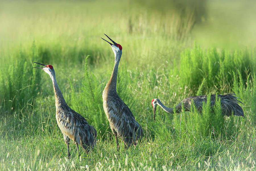 Sandhill Cranes in A Misty Meadow  Photograph by Richard Goldman