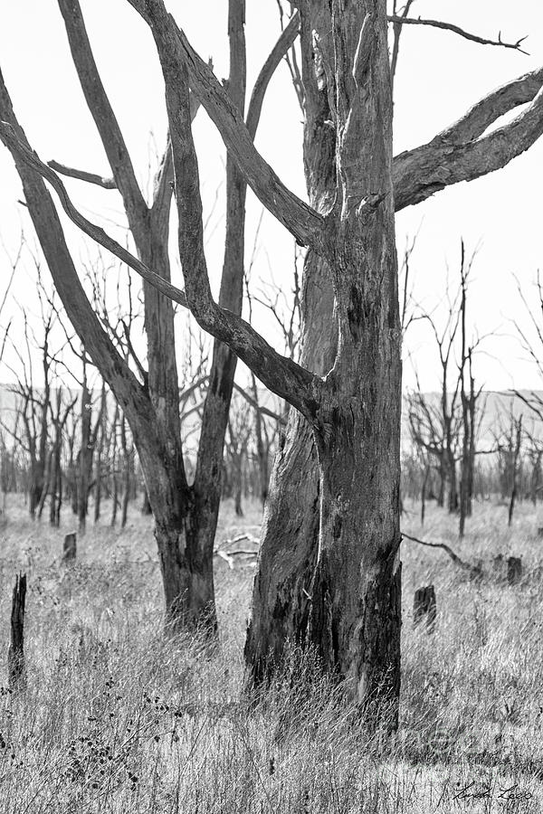 Tree Photograph - Echoes of the Past by Linda Lees