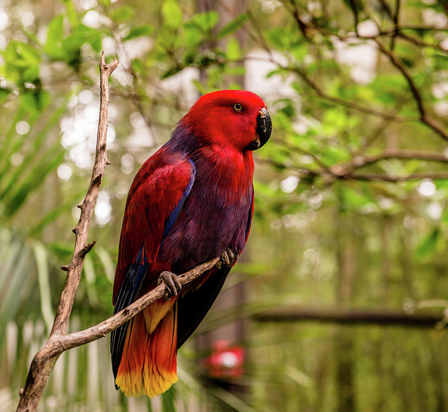 Eclectus Parrot  Photograph by Cynthia Wolfe