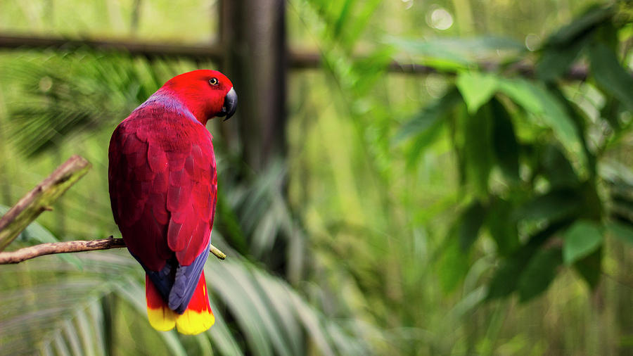 Bird Photograph - Eclectus Parrot by Happy Home Artistry