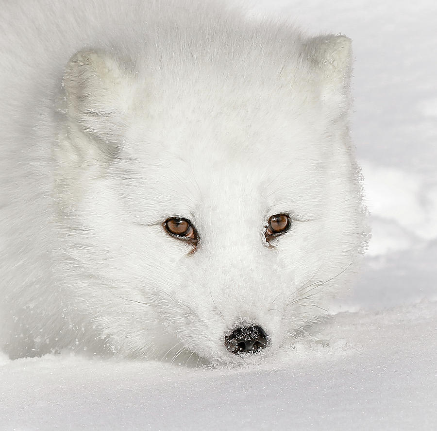 Eclipse Of A White Arctic Fox II Photograph by Athena Mckinzie