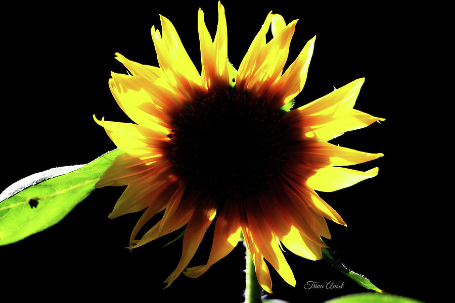 Eclipse of the Sunflower Digital Art by Trina Ansel