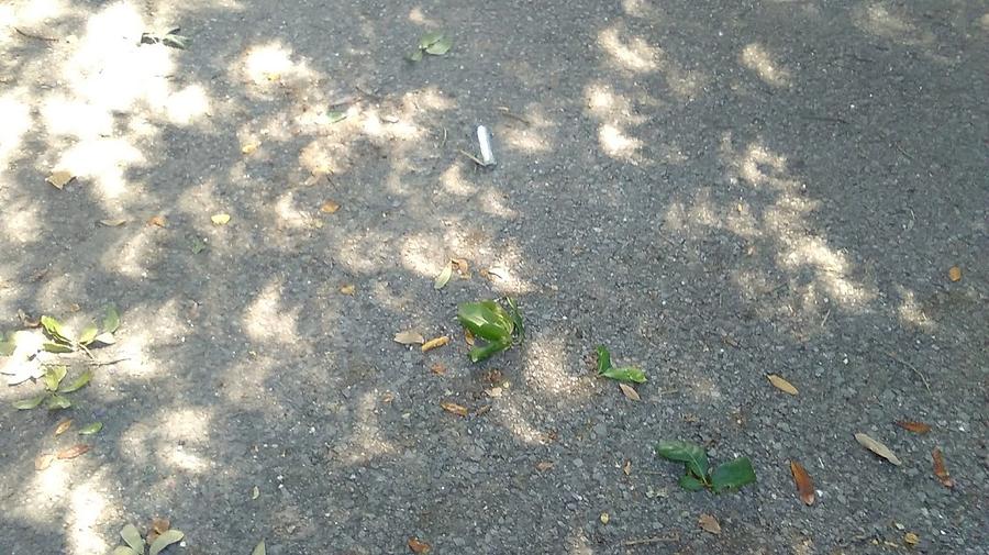 Solar Eclipse 2017 Shadows On The Street In New Orleans Photograph