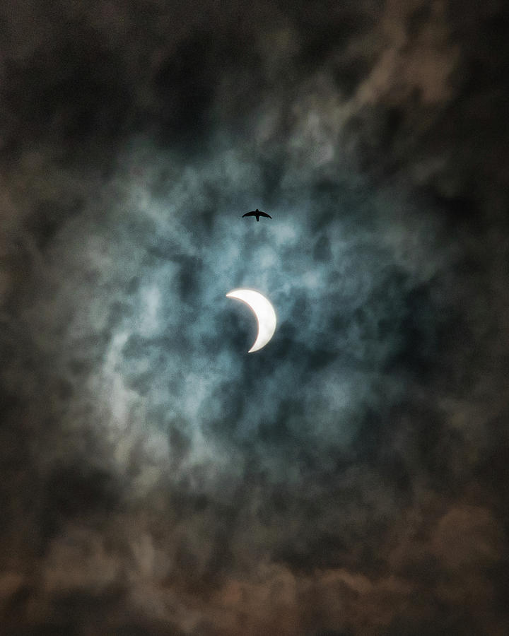 Eclipsed Bird Photograph by Adam Reinhart