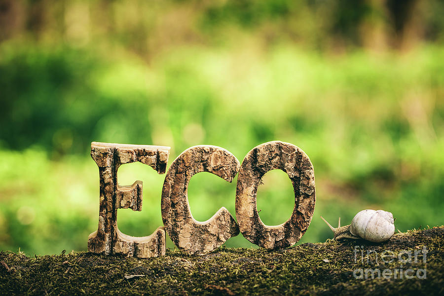 ECO writing made from wooden letters and a snail Photograph by Michal Bednarek