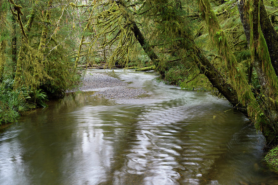 Ecola Creek Photograph by Robert Potts