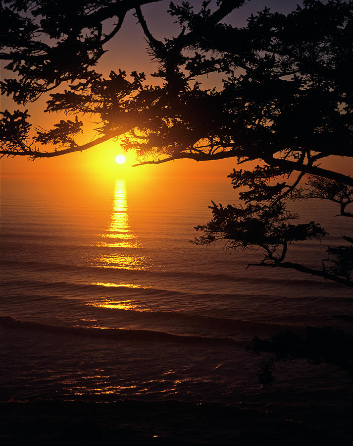 Ecola Spruce Sunset Photograph by Robert Potts