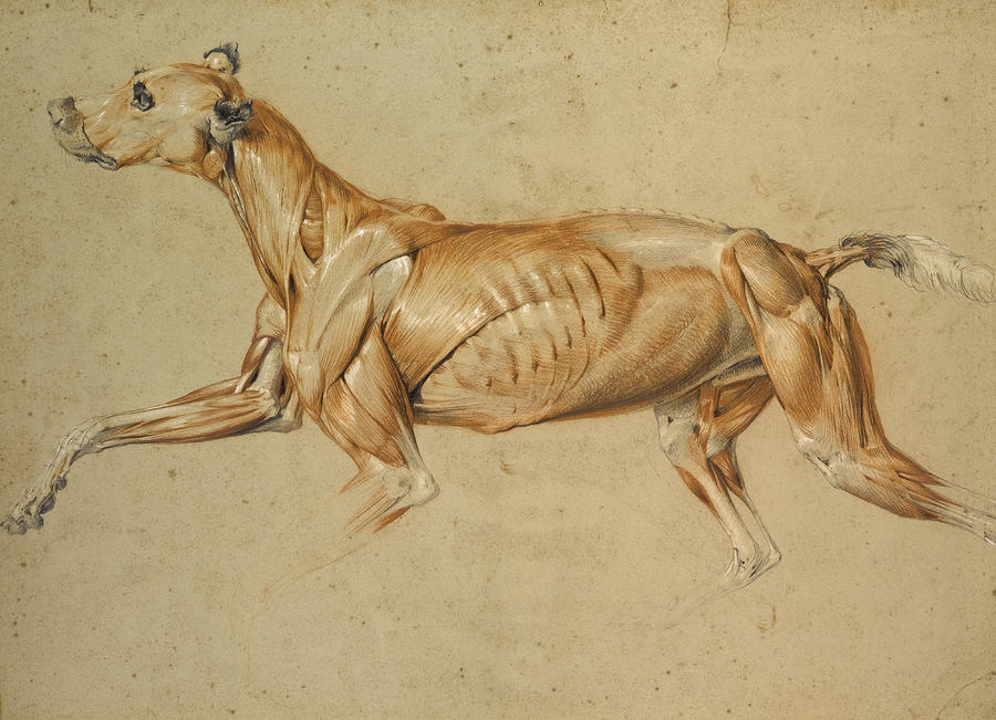 Ecorche Drawing of a Whippet  Drawing by Edwin Landseer