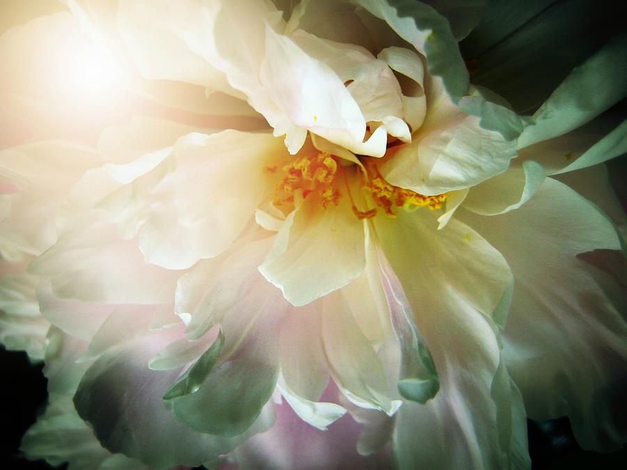 Flowers Still Life Photograph - Ecstasy by Shirley Sirois